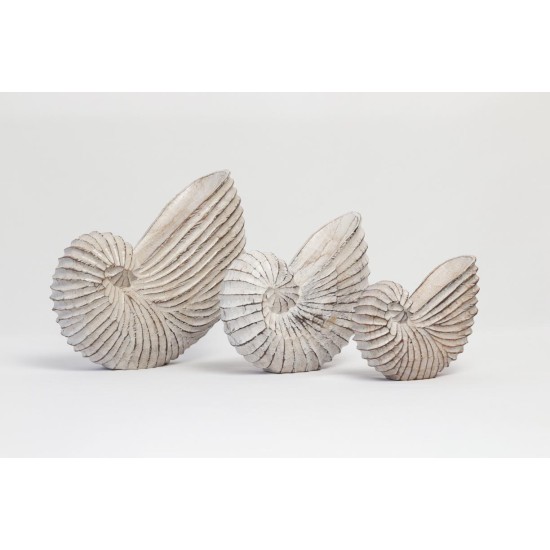 Set of seashell stand 1